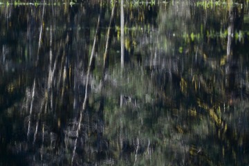 Elk Lake in the Hoh Rain Forest || Olympic National Park, Washington