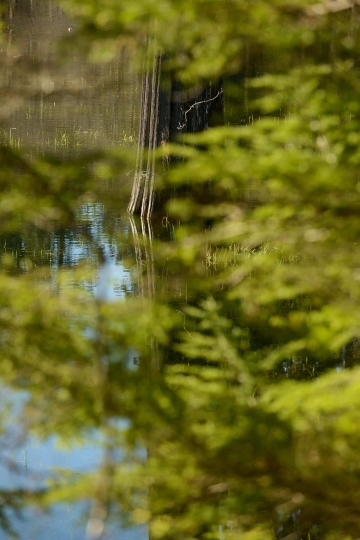 Elk Lake in the Hoh Rain Forest || Olympic National Park, Washington