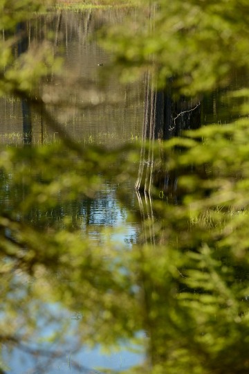 Elk Lake in the Hoh Rain Forest || Olympic National Park, Washington