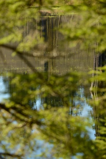 Elk Lake in the Hoh Rain Forest || Olympic National Park, Washington