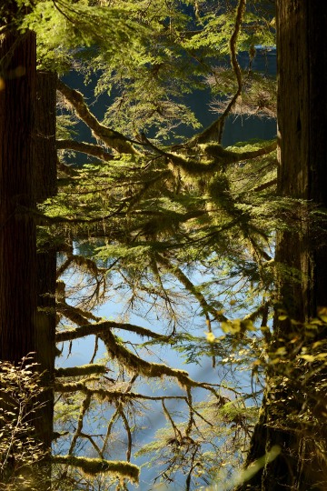Elk Lake in the Hoh Rain Forest || Olympic National Park, Washington