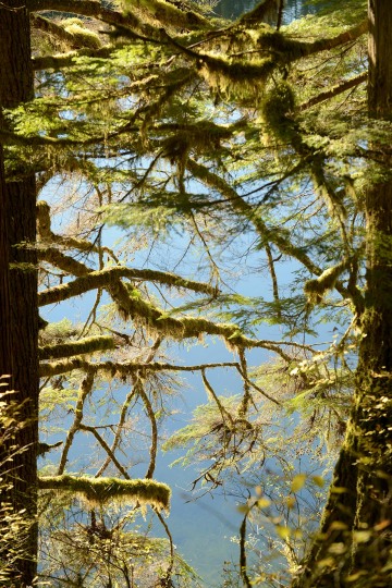 Elk Lake in the Hoh Rain Forest || Olympic National Park, Washington