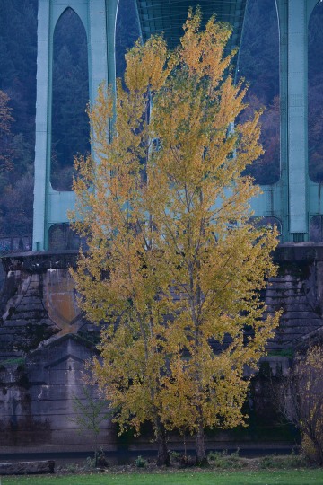 Fall at Cathedral Park || Portland