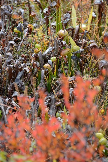 Fen at Eight Dollar Mountain Botanical Area || Rogue River-Siskiyou National Forest, Oregon