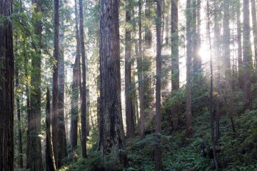 Fern Canyon Hike || Prairie Creek Redwoods State Park, CA