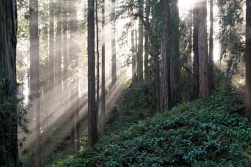 Fern Canyon Hike || Prairie Creek Redwoods State Park, CA