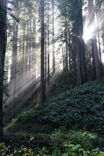 Fern Canyon Hike || Prairie Creek Redwoods State Park, CA