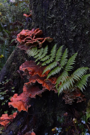 Fern Canyon Hike || Prairie Creek Redwoods State Park, CA