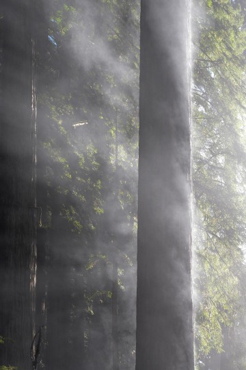 Fern Canyon Hike || Prairie Creek Redwoods State Park, CA
