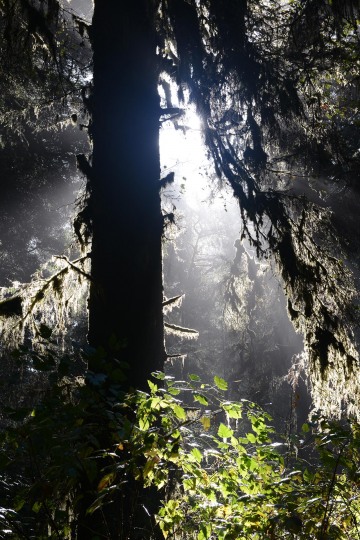 Fern Canyon Hike || Prairie Creek Redwoods State Park, CA