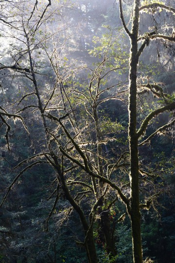 Fern Canyon Hike || Prairie Creek Redwoods State Park, CA