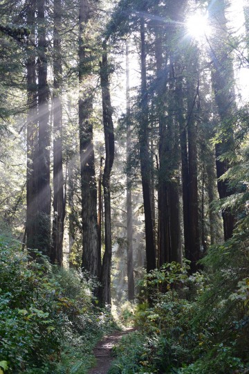 Fern Canyon Hike || Prairie Creek Redwoods State Park, CA