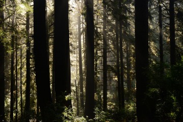 Fern Canyon Hike || Prairie Creek Redwoods State Park, CA