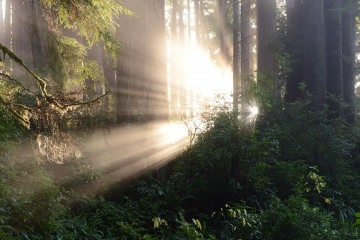 Fern Canyon Hike || Prairie Creek Redwoods State Park, CA