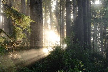 Fern Canyon Hike || Prairie Creek Redwoods State Park, CA