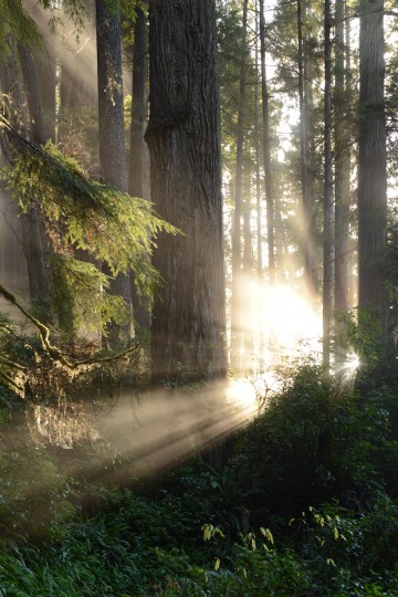 Fern Canyon Hike || Prairie Creek Redwoods State Park, CA