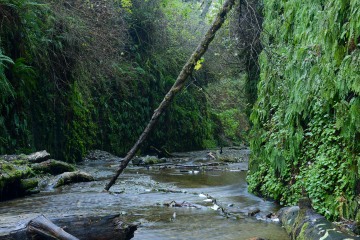 Fern Canyon || Prairie Creek Redwoods State Park, CA