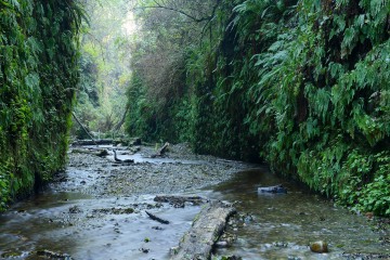 Fern Canyon || Prairie Creek Redwoods State Park, CA