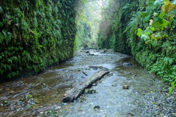 Fern Canyon || Prairie Creek Redwoods State Park, CA