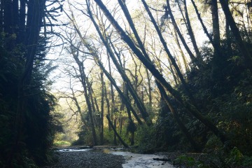 Fern Canyon || Prairie Creek Redwoods State Park, CA