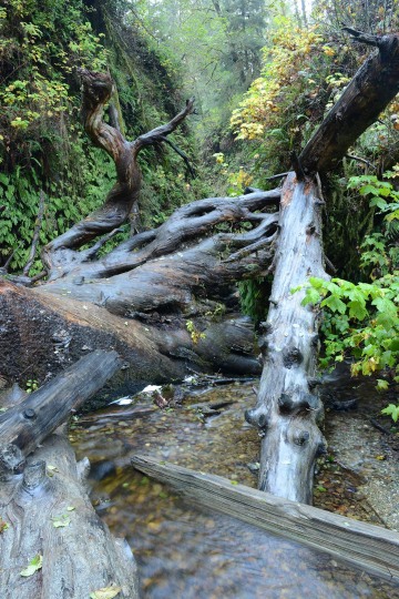 Fern Canyon || Prairie Creek Redwoods State Park, CA