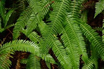Ferns || Jedediah Smith Redwoods State Park, CA