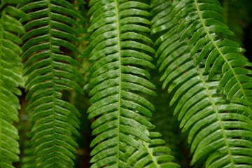 Ferns || Jedediah Smith Redwoods State Park, CA