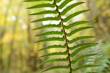 Ferns in Smith River National Recreation Area || California