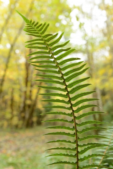 Ferns in Smith River National Recreation Area || California