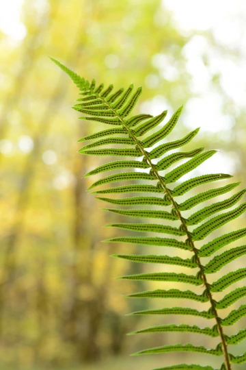 Ferns in Smith River National Recreation Area || California
