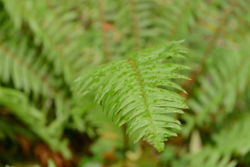 Ferns in Smith River National Recreation Area || California