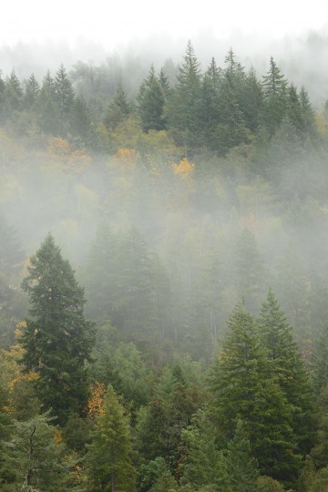 Fog in Smith River National Recreation Area || California