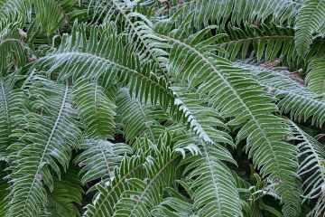 Frozen Ferns || Lake Quinault, WA