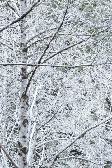Frozen Forest || Lake Quinault, WA