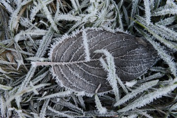 Frozen Leaf || Lake Quinault, WA