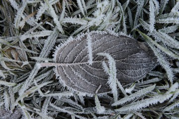 Frozen Leaf || Lake Quinault, WA