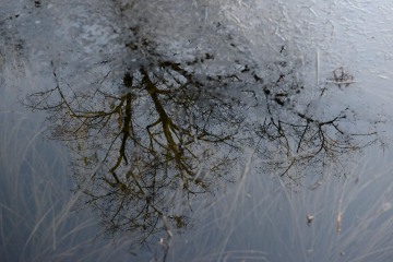 Frozen Reflections || Lake Quinault, WA