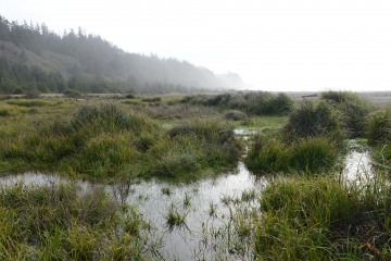 Gold Bluffs Beach || Prairie Creek Redwoods State Park, CA