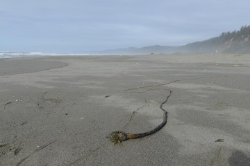 Gold Bluffs Beach || Prairie Creek Redwoods State Park, CA