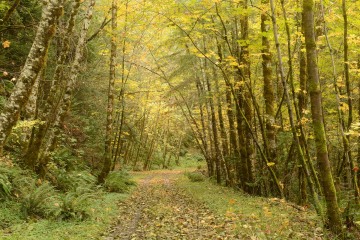 Golden Fall in Smith River National Recreation Area || California