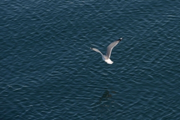 Haro Strait || San Juan Islands