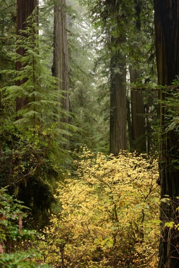 Hiking Among Giants || Jedediah Smith Redwoods State Park, CA