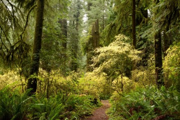 Hiking Among Giants || Jedediah Smith Redwoods State Park, CA