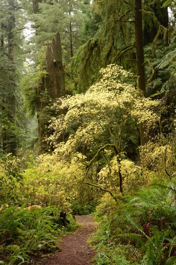 Hiking Among Giants || Jedediah Smith Redwoods State Park, CA
