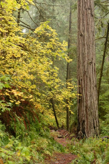 Hiking Among Giants || Jedediah Smith Redwoods State Park, CA