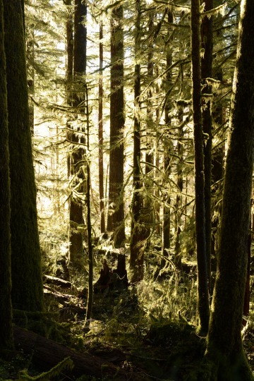 Hoh Rain Forest in Olympic National Park || Washington