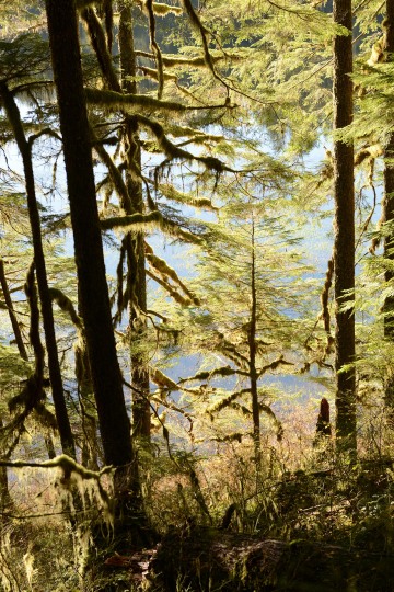 Hoh Rain Forest in Olympic National Park || Washington