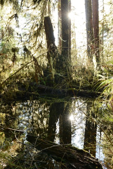 Hoh Rain Forest in Olympic National Park || Washington