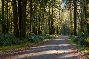 Hoh Rain Forest in Olympic National Park || Washington