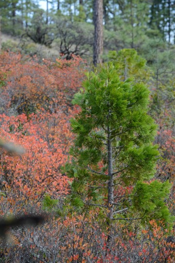 Incense Cedar in Fall at Eight Dollar Mountain Botanical Area || Rogue River-Siskiyou National Forest, Oregon